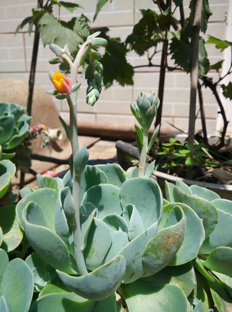 Ҫ����������